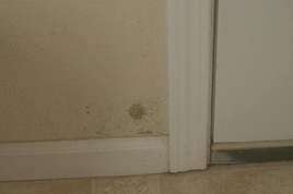 thumbnail image for Residential Indoor Mold Testing