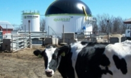 thumbnail image for Jordan Dairy Farms